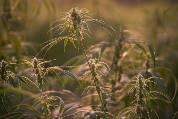 De groeiende populariteit van THC olie in Nederland